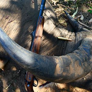 Asiatic Water Buffalo Hunting in Australia