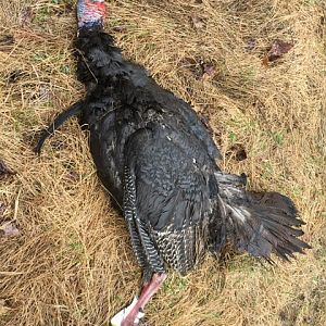 Canada Hunt Turkey