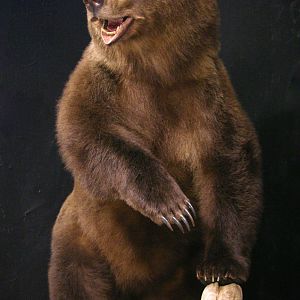 Brown Bear Full Mount Taxidermy