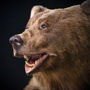 Brown Bear Full Mount Taxidermy