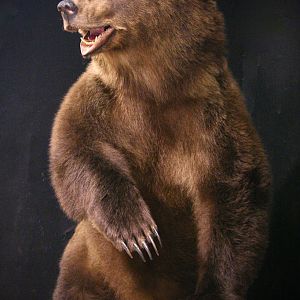 Brown Bear Full Mount Taxidermy