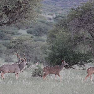 Kudu Namibia