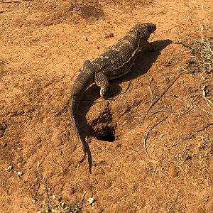 Monitor Lizard South Africa