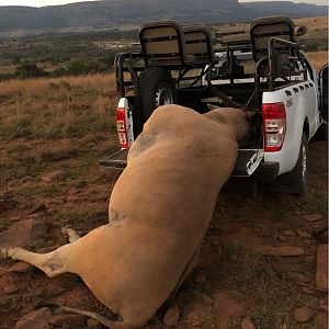 Eland Hunting in South Africa