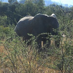 Elephant South Africa