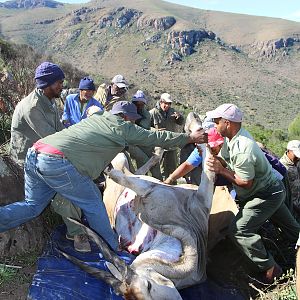 South Africa Hunting Eland