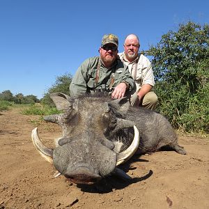 South Africa Hunting Warthog