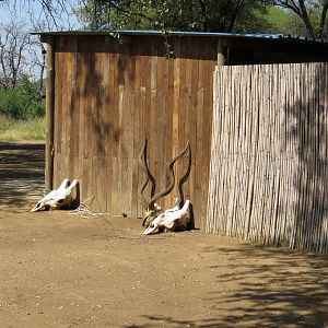 Hunting Camp South Africa