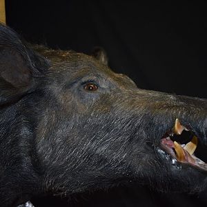 Boar Shoulder Mount Taxidermy