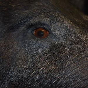 Boar Shoulder Mount Taxidermy Close Up