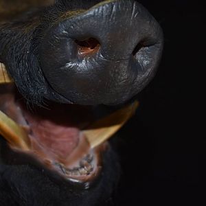 Boar Shoulder Mount Taxidermy Close Up