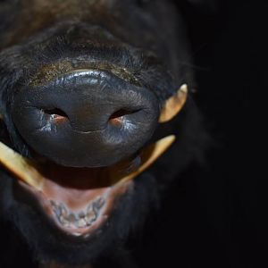 Boar Shoulder Mount Taxidermy Close Up