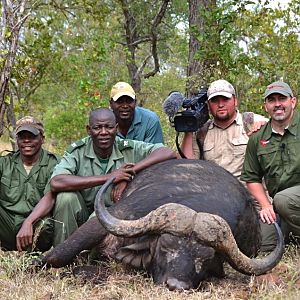 Cape Buffalo Hunt