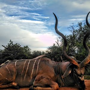 Hunting Kudu in South Africa