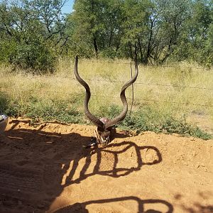 Kudu Skull South Africa