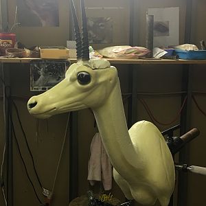 Vaal Rhebok Shoulder Mount Taxidermy Progress