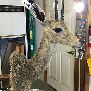 Vaal Rhebok Shoulder Mount Taxidermy Progress