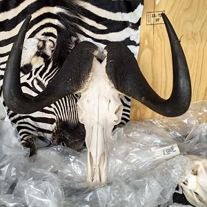 Black Wildebeest European Skull Mount Taxidermy