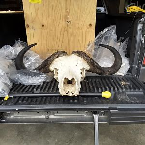 Cape Buffalo European Skull Mount Taxidermy