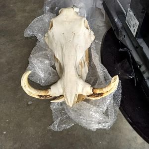 Warthog Skull Mount Taxidermy