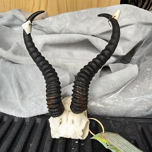 Springbok European Skull Mount Taxidermy