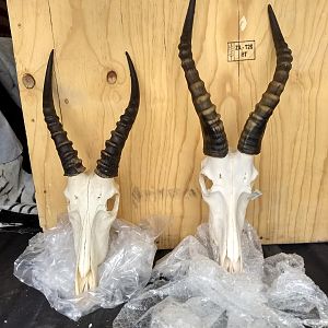 Blesbok European Skull Mount Taxidermy