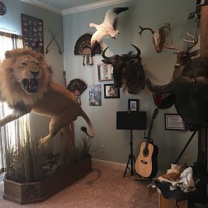 Trophies Taxidermy