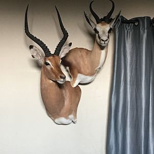 Impala & Springbok Shouder Mount Taxidermy