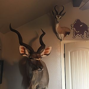 Kudu & Springbok Shouder Mount Taxidermy