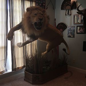 Lion Full Mount Taxidermy