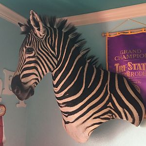 Burchell's Plain Zebra Shouder Mount Taxidermy