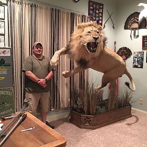 Lion Full Mount Taxidermy