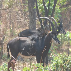 Sable Antelope Zambia