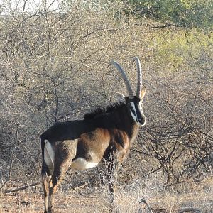 Sable Antelope in South Africa