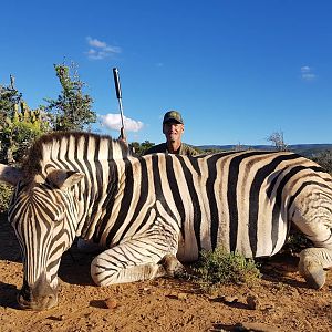 South Africa Hunting Burchell's Plain Zebra