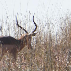 Impala in South Africa