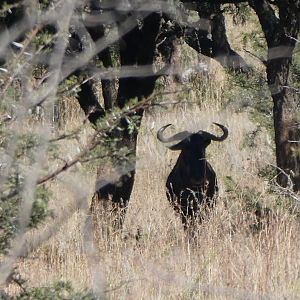 Blue Wildebeest South Africa