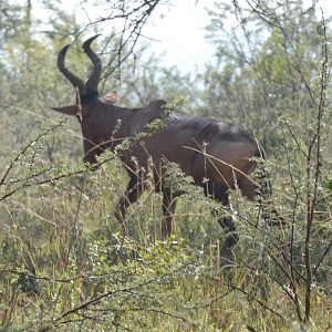 Red Hartebeest in South Africa