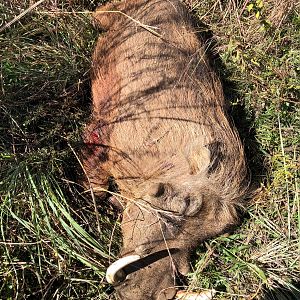 Hunt Warthog in South Africa