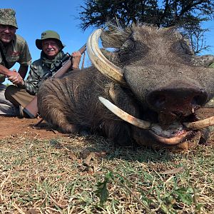 Warthog Hunting South Africa