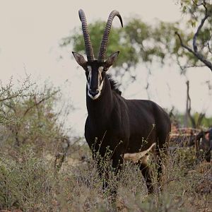 Sable Antelope