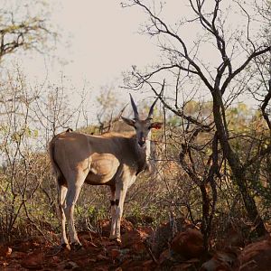 Livingstone Eland Calf