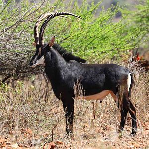 Sable Antelope