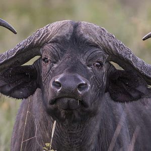 Buffalo South Africa