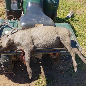 Hunting Warthog Namibia