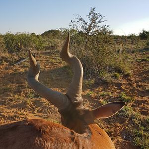 Namibia Hunting Red Hartebeest