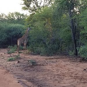 Giraffe South Africa