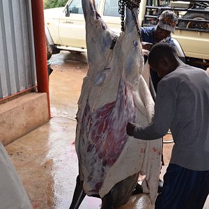 Skinners busy skinning Blue Wildebeest