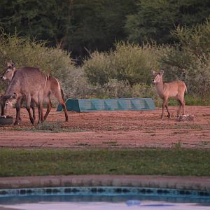 Waterbuck Females South Africa