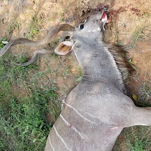 Hunting Kudu South Africa